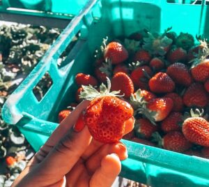 88 days of farm work – Strawberry Picking Caboolture 88 days of farm work - Holding a strawberry with tray of strawberries underneath